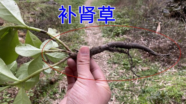 农村路边常见的这种植物,老人家叫“补肾草“,根部用途非常强大