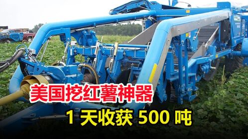 美国大型红薯收割机,全自动机械化收割,一天能收500吨红薯