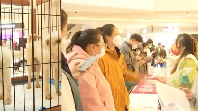 爱心行动!政法频道举办宠物领养日活动,为20只萌犬寻找归宿