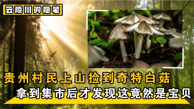 贵州村民捡到奇特白菇,拿到集市被富豪高价买下,专家:包治百病