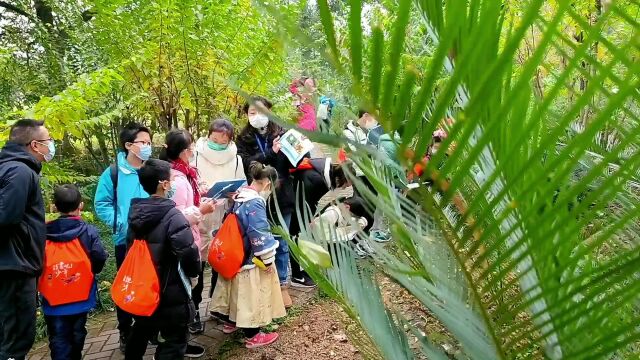 成都市植物园:濒危植物的“养护地” 现实版的迷雾森林