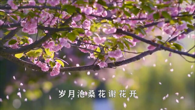 花又开作词:范春霞 作曲:范春华 演唱:李欣桐爱如昙花推荐