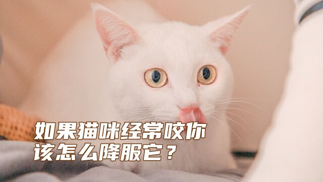 如果猫咪经常咬你,该怎么降服它?