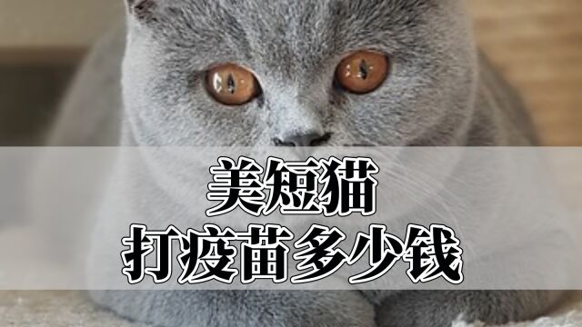 美短猫打疫苗多少钱?看完就知道了