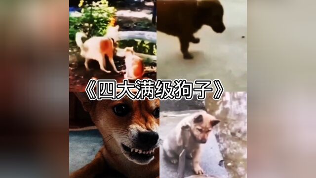 盘点四大满级狗子!