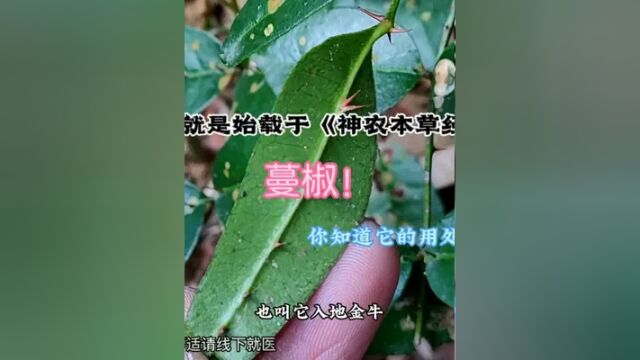 植物界无奇不有,这种植物叶子双面都是尖刺——两面针!你认识吗#两面针 #药用植物 #中草药 #中药本草 #野生药材