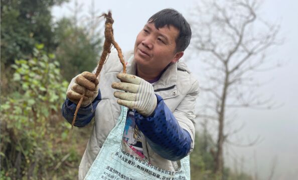 没想到扭倮村党参那么大条,黄色的有年头,真是意外收获