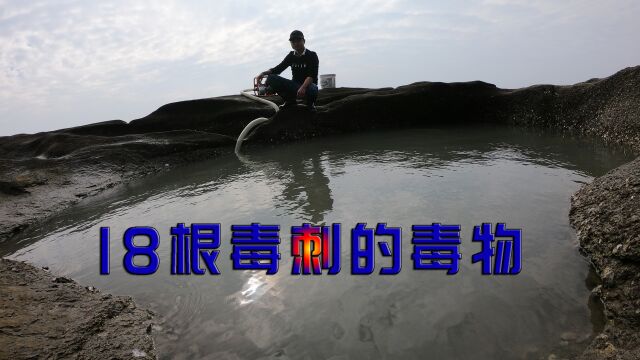 母子坑中的10斤鳗鱼仔,引一斤300元背部18根毒刺的海洋第二毒物