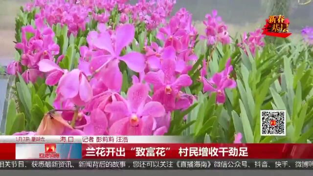 兰花开出“致富花” 村民增收干劲足