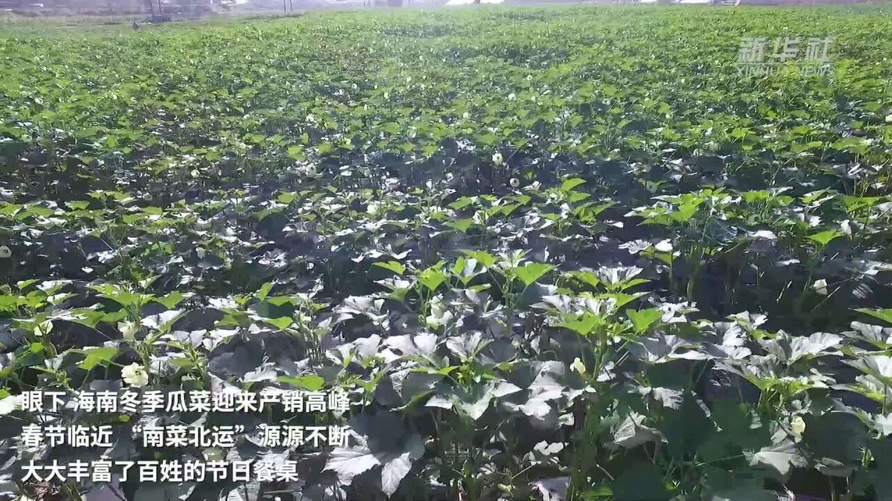 新春走基层|冬日秋葵采摘忙 电商助农销路广