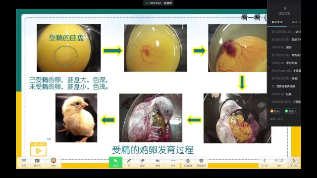 鸟的生殖和发育