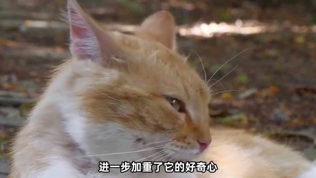 猫最喜欢的玩具,为啥永远不是你买的那个?