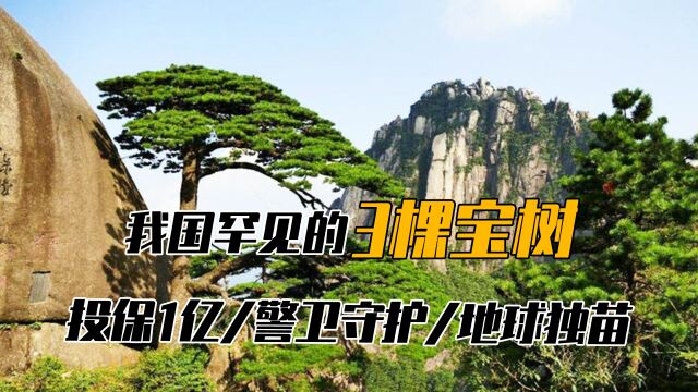 树中“佼佼者”:1棵投保1亿,1棵24小时守护,1棵是地球独苗