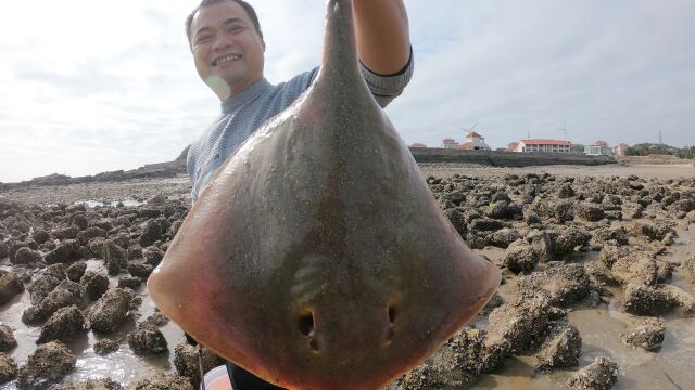 大熊兄弟海边赶海遇出来觅食罕见深海魔鬼鱼,尾巴上长着剧毒的刺