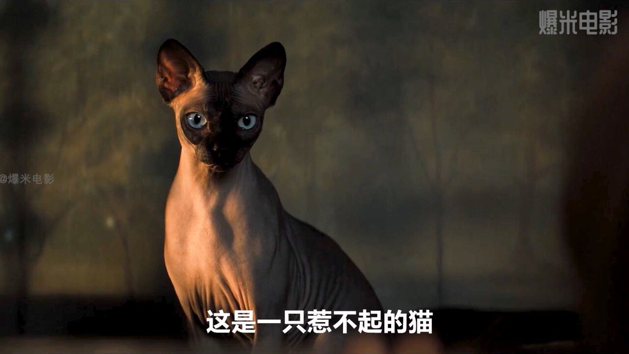 会隐身的猫,在男孩面前拉便便是一种什么体验,《夜读惊魂》