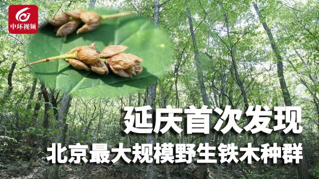 延庆发现北京最大规模野生铁木种群,属延庆地区首次发现