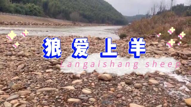 狼爱上羊  歌曲