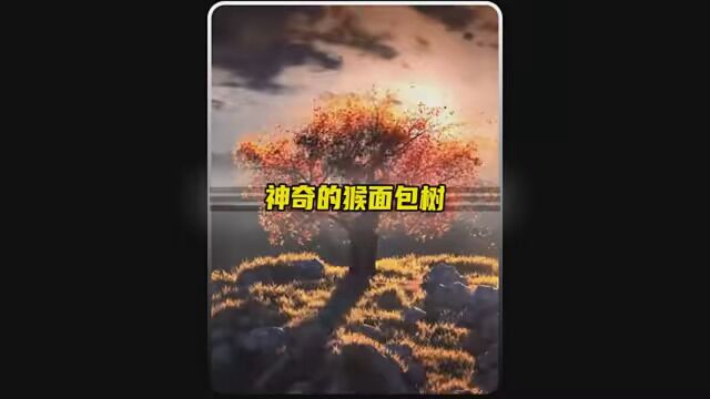 在非洲拥有这样一棵树,全家不愁吃喝住,它就是猴面包树!#科普 #涨知识 #猴面包树