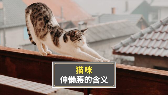 猫咪对你伸懒腰的8种含义,很多人都不懂!