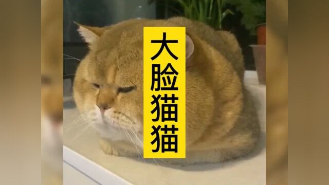 盘点网络上动物们的迷惑行为大脸猫猫#搞笑