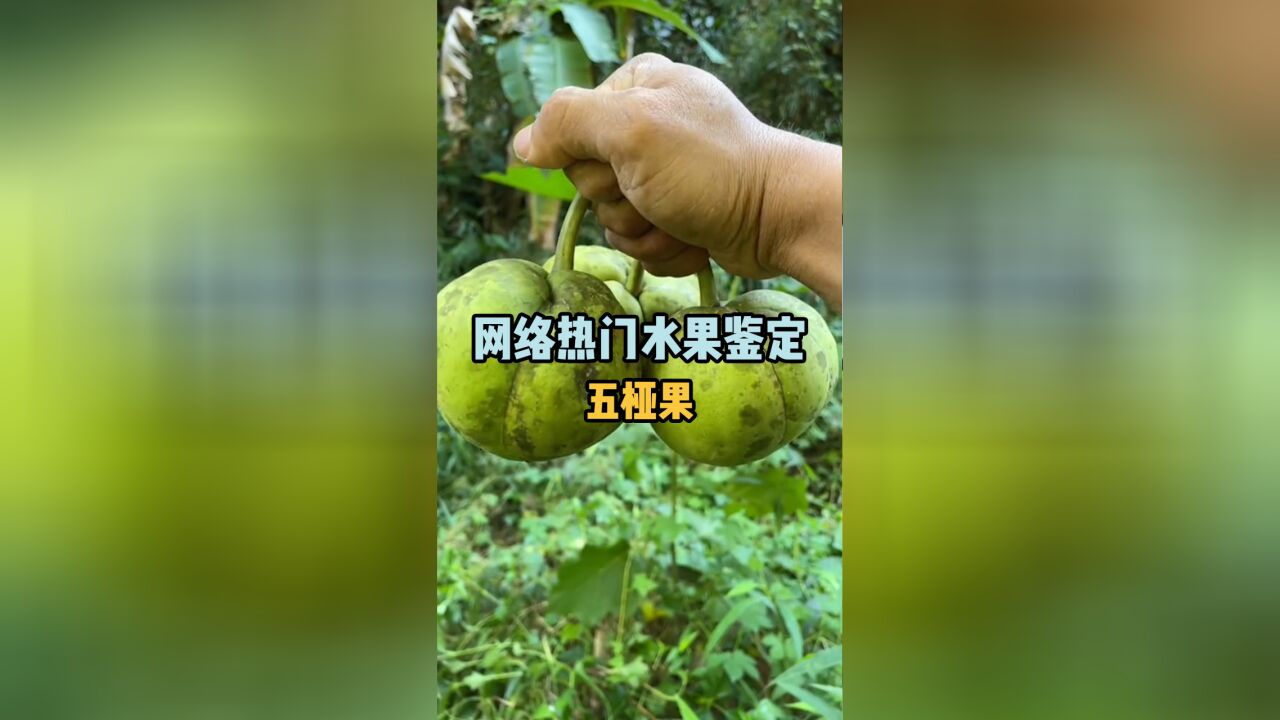 【水果猎人】网络热门水果鉴定35