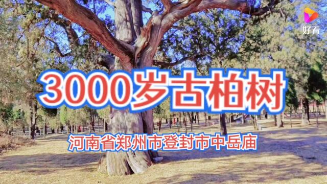 3000岁的古柏树中岳庙!慈善家郭战解拍于河南省登封市中岳庙!