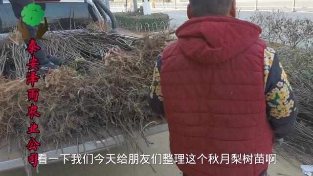 带你识别纯正的秋月梨树苗 根系好 品种纯 价格还便宜