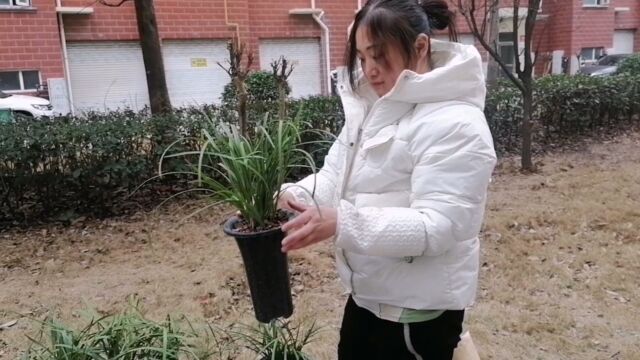 松栗王兰花植料保湿性称重对比,栽种成本讲解,及栽种出来的兰根展示