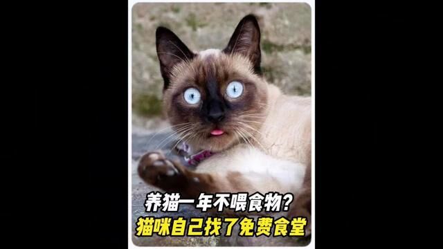 养猫一年不用喂饭?勤俭持家猫咪省钱妙招……