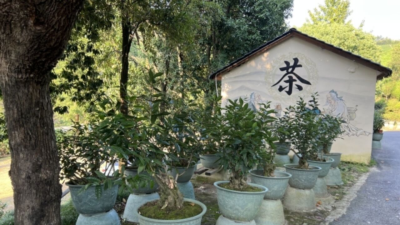 这座茶园很特别 茶树不仅长在山上还被种进花盆里