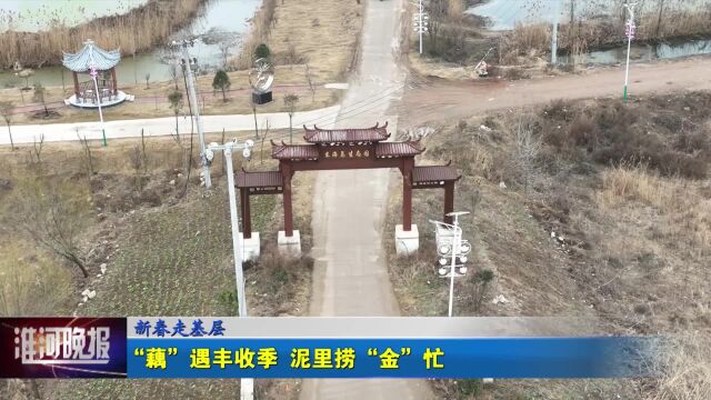 新春走基层“藕”遇丰收季 泥里捞“金”忙