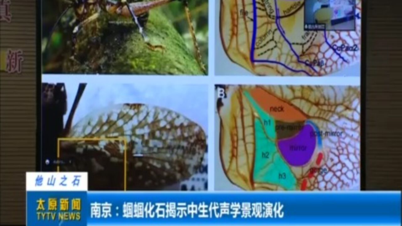 南京:蝈蝈化石揭示中生代声学景观演化