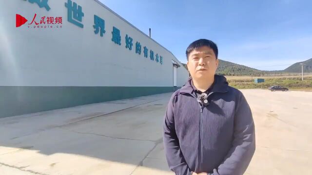 稻花香里说丰年 | 人民网带你走进延边州汪清木耳生产基地