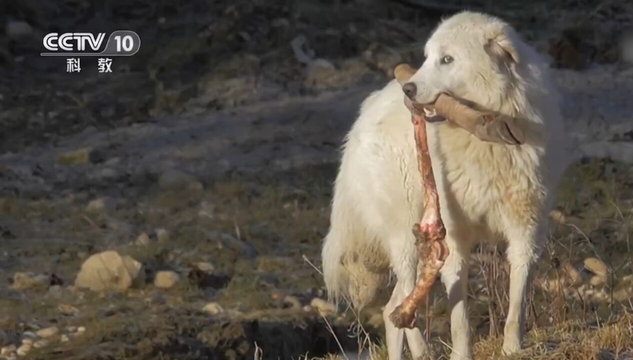 阿布鲁佐獒犬在数量足够多时,它们胆子很大,会偷走狼的猎物