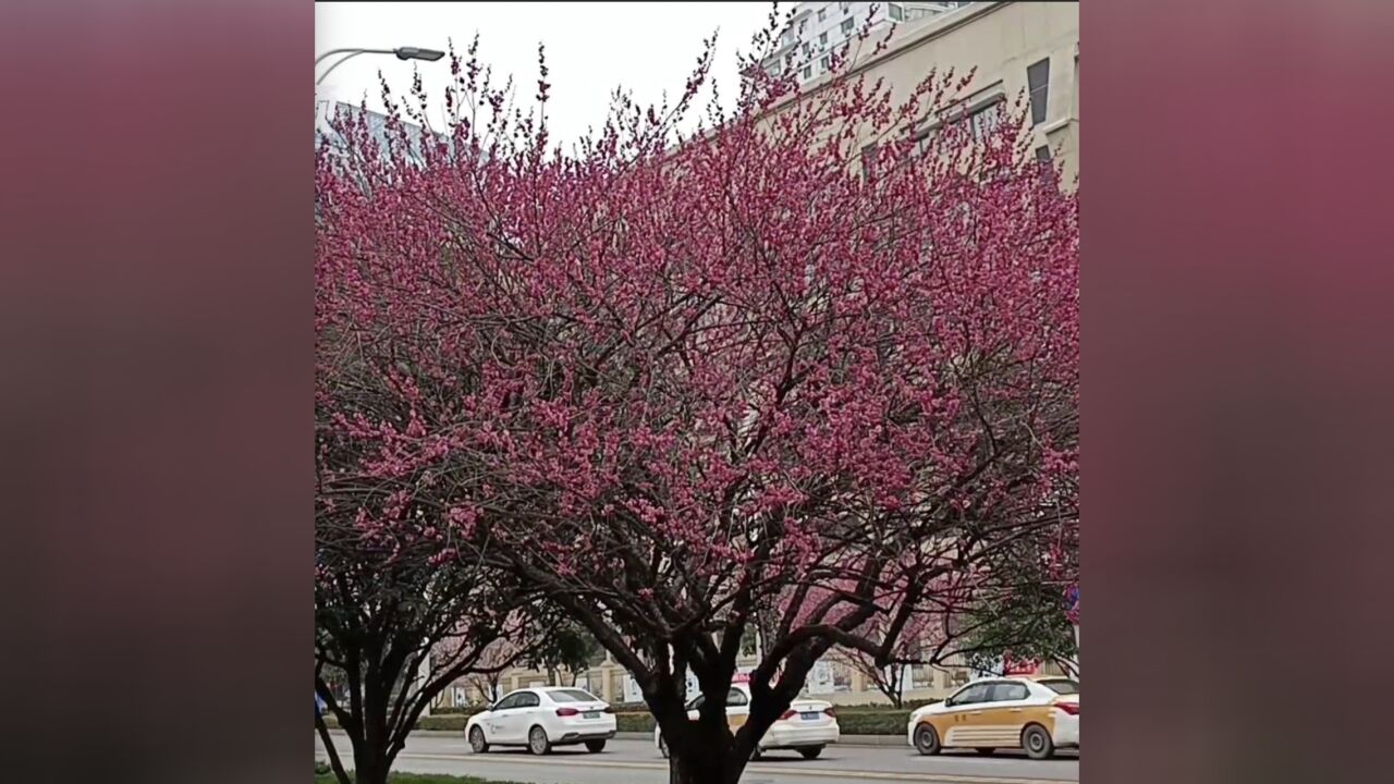 今日瞬间| “市花一条街”梅花爆开