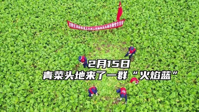 青菜头地来了一群“火焰蓝”