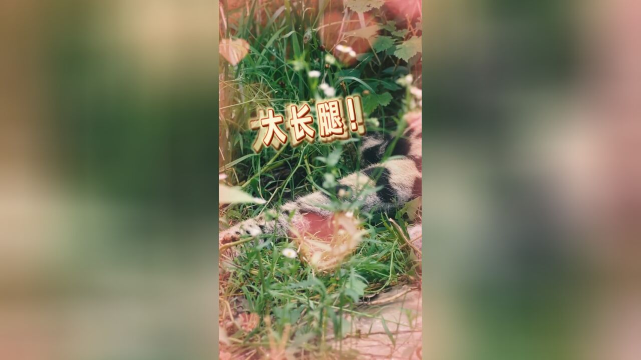 你知道薮猫腿上自带“弹簧”吗?