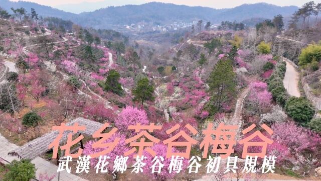 寻美黄陂 航拍花乡茶谷梅谷梅花开武汉花乡茶谷景区梅谷初具规模,山谷里梅花满山遍布蔚为壮观. @武汉花乡茶谷