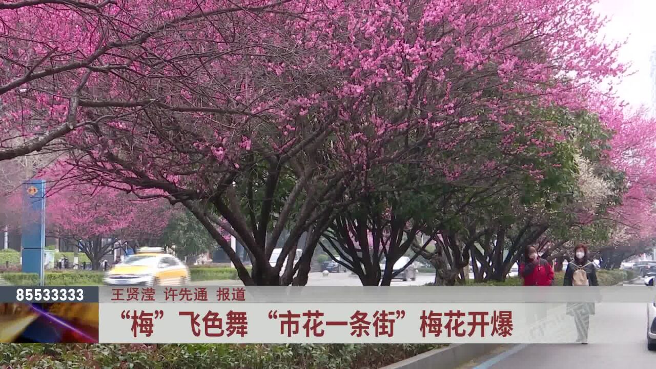 “梅”飞色舞 “市花一条街”梅花开爆