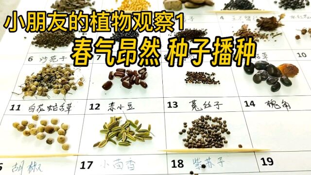 小朋友的植物观察1 春气昂然 种子播种