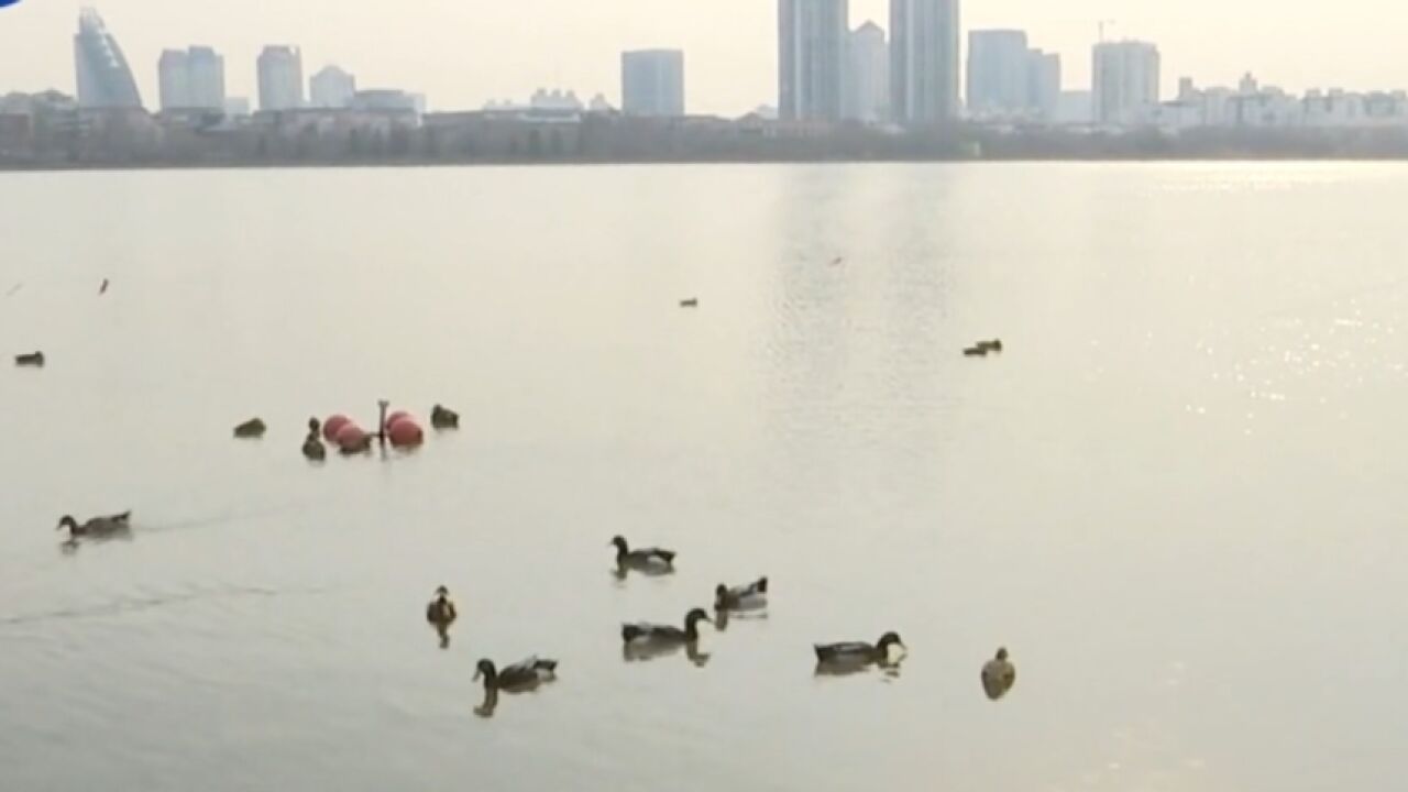 春江水暖!飞禽回归湖面,天津水上公园迎来“新游客”