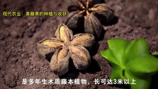 美藤果图片,现代农业:美藤果的种植与收获