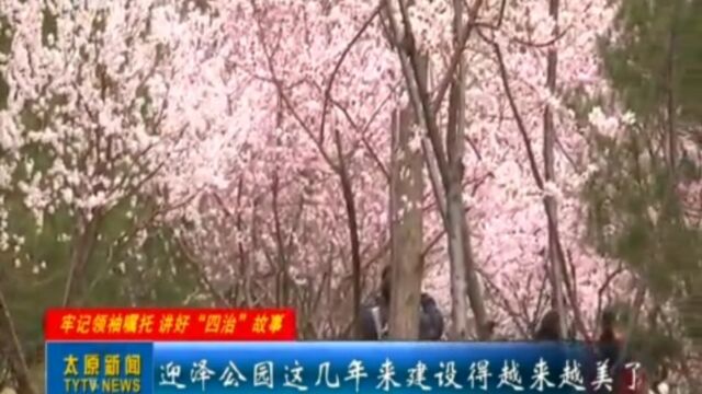 山桃花开,点缀春日画卷