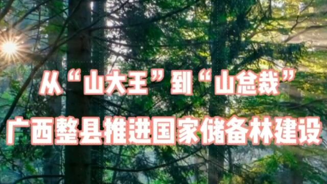 从“山大王”到“山总裁”,广西整县推进国家储备林建设