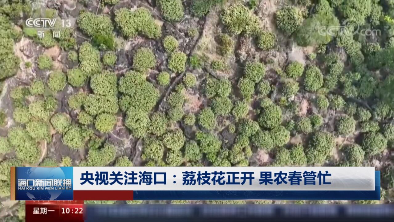 央视关注海口:荔枝花正开 果农春管忙