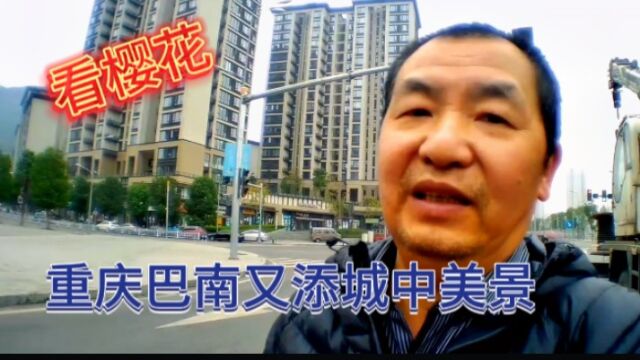 重庆巴南区龙洲湾街道龙泽路,樱花开得太美了,你来过吗?