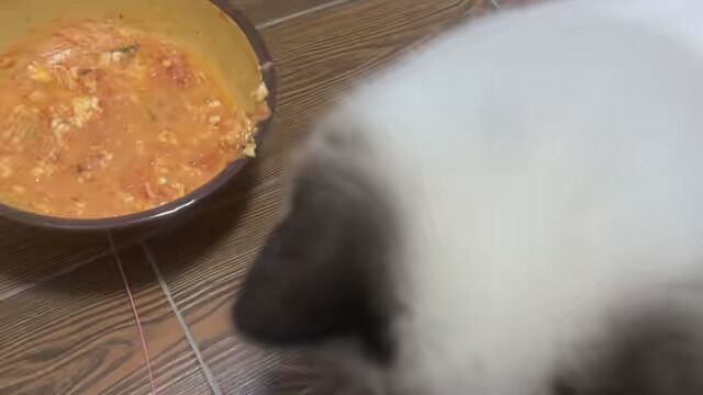 #小奶猫的成长日记 我做的饭 猫都嫌弃