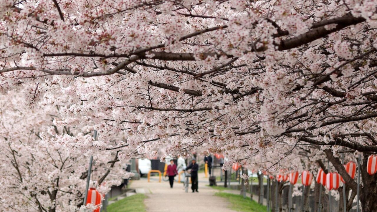 日本东京樱花盛开,时隔三年再办“花见会”