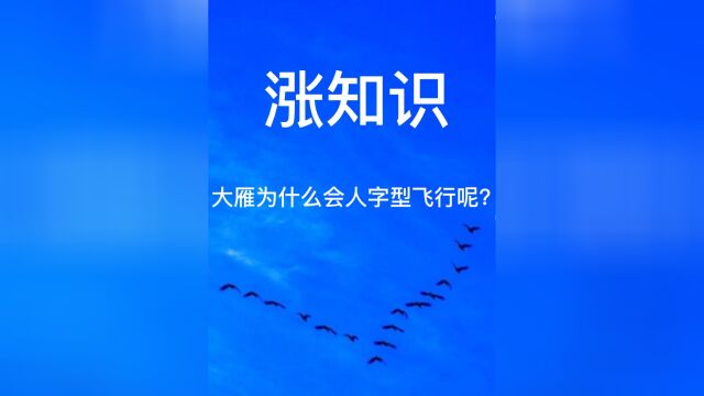 涨知识,大雁为什么会人字型飞行呢?