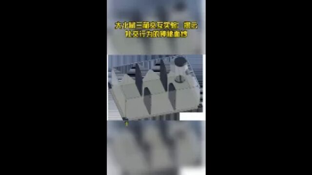 大小鼠三箱交互实验:揭示社交行为的机制